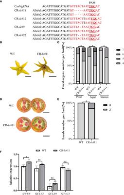A molecular framework for lc controlled locule development of the floral meristem in tomato
